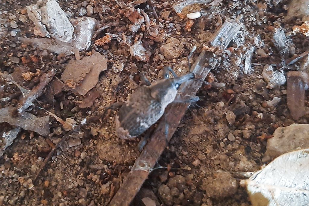 Curculionidae - Aclees taiwanensis? Sì.